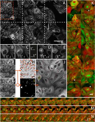 AutoScanJ: A Suite of ImageJ Scripts for Intelligent Microscopy